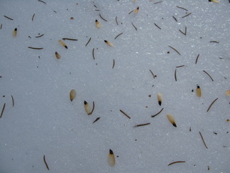 Kuusen siemenen lenninsiipi on pyöreäkärkinen. Männyn siemenen taas teräväkärkinen. 