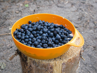 Mustikat aamupuuron kyytipoikana