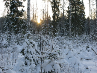 Sydäntalven aurinko pilkistää puiden välistä.