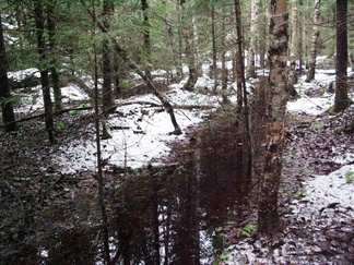 Sateisen syksyn vuoksi metsässä tulvii.