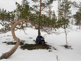 Mukava pälvi löytyi kahden pienen männyn alta.