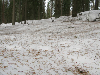 Kuluneen viikon tuulet ravistelivat roskaa vanhoista kuusista hangelle.