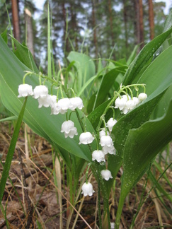 Kielot olivat kukassa Sveitsin majan läheisyydessä.