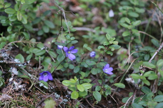 Sinivuokkaja Piilolammen polun varrella.