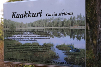 Kaksoislammilla saattaa asustella kesällä Kaakkuri