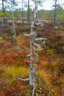 Tikka on etsinyt syötävää lyhyeksi jääneestä ja kelottuneesta männystä.