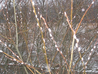 Pajunkissat ovat lämpimästä syksystä sekaisin ja työntvät kevään merkkejä jo näkyviin samaan aikaan kun lumihiutaleita leijaa taivaalta!