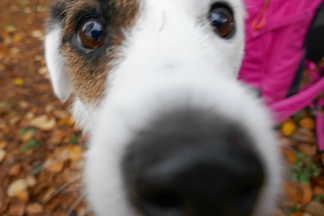 Rami, Parson russeli