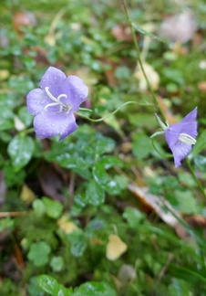 Kellokasvi oli vielä kukassa. Laji jäi epäselväksi