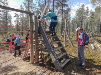 Lauantain lenkkinä oli Sivakkaojan kierros. Nousimme Kiilopään pihalta Ahopään polulle ja käännyimme poroaidan jälkeen lännen suuntaan. Tässä ylitämme poroaitaa saavuttuamme Ruijanpolulle.