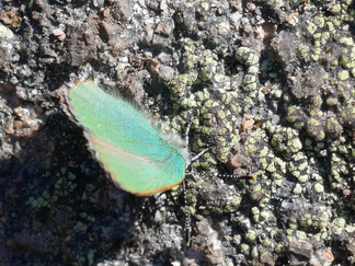 Kangasperhonen  lämmitteli kivellä, kun nousimme maanantairetkellä Pyhänattasen polkua ylös