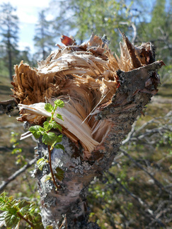 Keskiviikkona 9.6. oli varsinaisesti viimeinen täysi retkipäivä. Lähdimme joukolla tekemään pienen kurukierroksen. Matkan varrelle osuivat Kirkkokuru sekä Jäniskuru