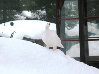 Daami päätti esitellä upean, puhtaanvalkoisen, untuvankevyen kevätasunsa. Estradi on teidän!