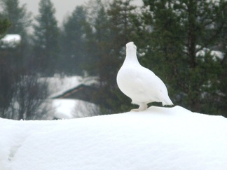 Maastoon ja juhlaan sopiva väritys korostaa daamin sulavia linjoja!
