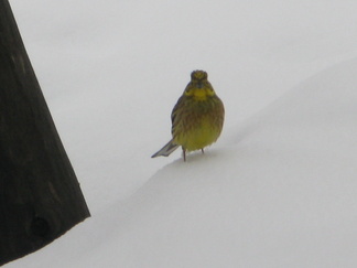 Rumakurussa nähtiin eksynyt keltasirkku. Linnulle kerättiin kolehti, eli eväänä olleita pähkinöitä pienennettiin ja leipää murusteltiin. Toivottavasti se selviää ankarista olosuhteista.