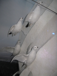 Riekot lehahtavat lentoon