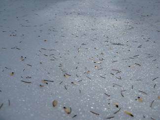 Tuuli on ravistanut kuusesta siemenet ja neulaset hangelle.