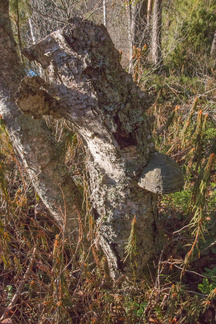 Iso-Kypärälammella