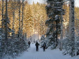 Kypäräsuon laitaa.