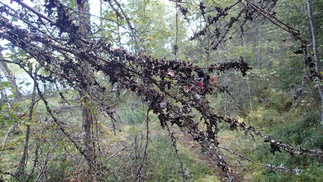 Alueen oksistoissa näkyi paikka paikoin kariketta ja naavaakin.
