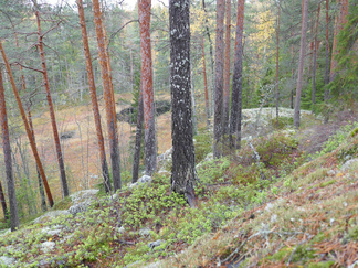 Pikku Karhulampi näkyy