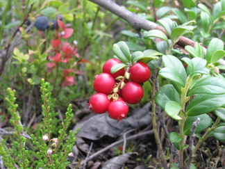 Hausjärvellä puolukat ovat ISOJA!