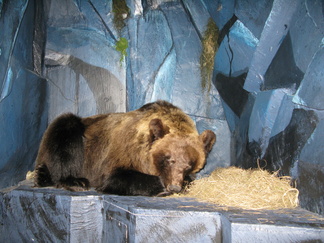 Karhu taisi olla päiväunilla