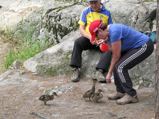 Poikaset vaikuttivat tosi kesyiltä. Lienee niin, että retkeilijät ovat syöttäneet lintuja ja villieläimestä on tullut pullasorsa...!