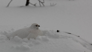 Näimme retkellä mm. riekkoja.