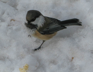 Puolikesy lapintiainen vaati myös murusensa.
