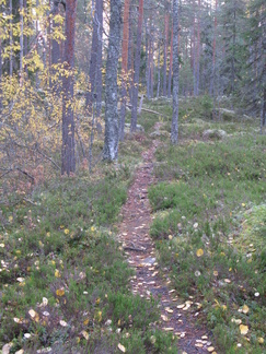Pieni polku metsän halki vie...