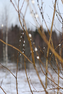 Paju puskee jo kissat ulos! Lienee erehtynyt vuodenajasta leudon alkutalven vuoksi.