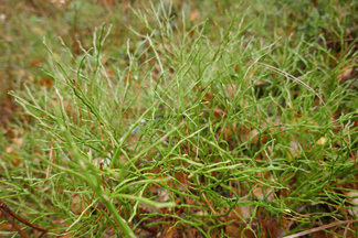 Mustikka on lehtensä tiputtanut ja valmistautuu talveen