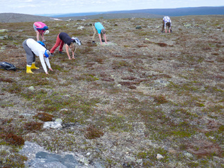 Patikoimme Aurinkokuruun. Joku keksi, että tehdäänpä muutama joogaliike. Niinpä sitten joogattiin.