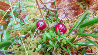 Karpalot eivät olleet ihan kypsiä, mutta punoittavat jo heleästi.