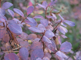 Juolukan ruska-aika.