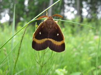 Tämä yökkönen? huilasi heinällä lähellä Kytäjän kioskia. Tälle pitäisi löytää nimi!