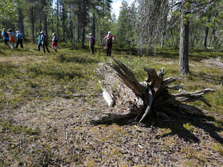 Vaikka kuruissa ei ollut sinänsä mitään varsin erikoista, niitä ympäröivä metsä tarjosi nähtäväksi monta mielenkiintoista juttua.
