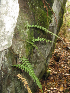 Kallioimarre kasvaa suoraan kivestä!