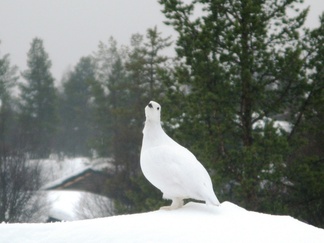 Huomatkaa siro kaulan linja. Damaskit kuuluvat tietenkin asusteeseen suojaten jalkoja kylmän vihoilta.