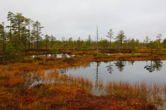 Petkelsuolla on monta paikkaa, jossa näkymää voi kuvailla pohjoisen Suomen maisemien veroiseksi.