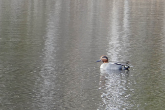 Tavi Pikku Piilolammella