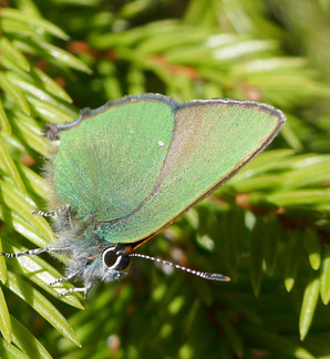 Kangasperhonen liiteli kuusen oksalle