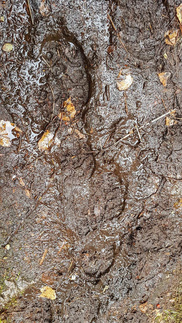 Lits! Läts! Polku Piilolle oli tosi märkä!