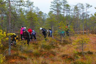 Suolla kulkevan ihmisen matka ei taitu yhtä nopeasti, kuin maanteitä patikoivan. Jalkoja saa nostella pehmeässä mättäikössä ja varvikoita väistellessä. Ja sitten on vielä noita marjojakin mättähillä...