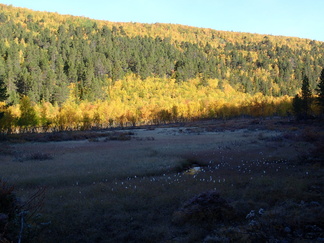 Viimeisen retkipäivän aamuna löytyi suolta vielä jäänteet edellisen yön pakkasesta.