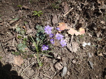 Muutama sinivuokkorypäs (Anemone Hepatica) sinnitteli vielä muuten jo valkovuokkojen (Anemone Nemorosa) valtaamalla joentörmällä.