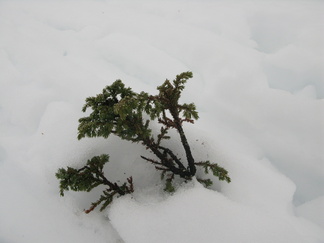 ...ja lumen alta ponnistelee katajakin.