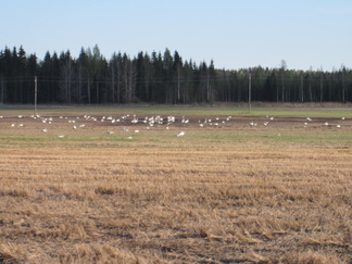 Kaikki joutsenet eivät ole vielä ennättäneet pesimäpaikoilleen. Kytäjäntien viereisellä pellolla levähtää keväisin runsaasti joutsenia.
