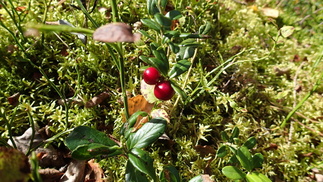 Nämä kaunottaret odottivat pääsyä jonkun purkkiin tai purnukkaan, alkaahan metsiemme puolukkasato olla jo poimintakunnossa.